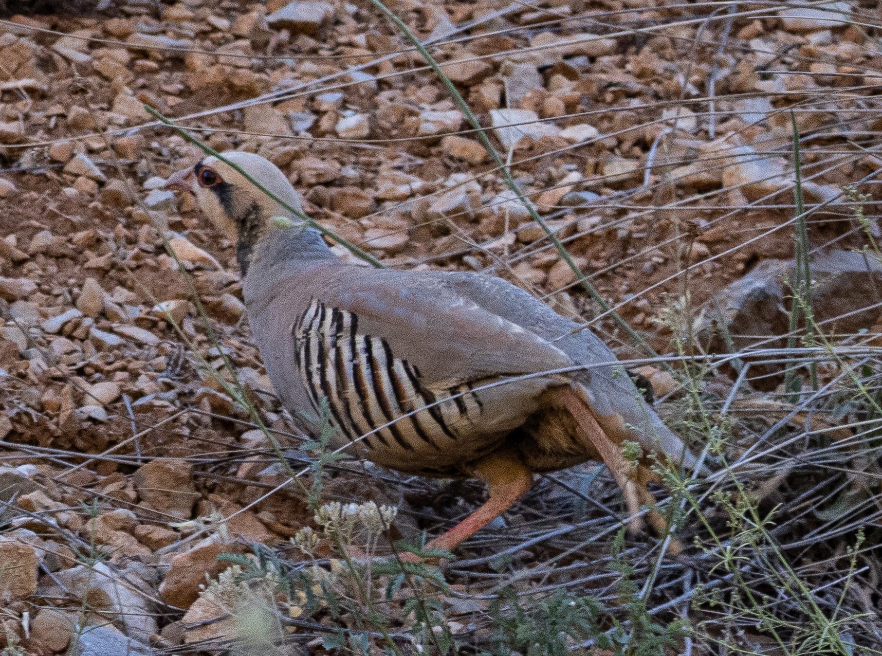 Chukar